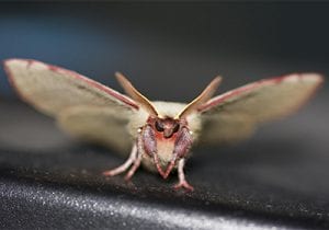 Moths Pest Control | Pest2Kill