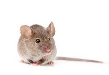 Mouse Control In Dagenham | Pest2Kill