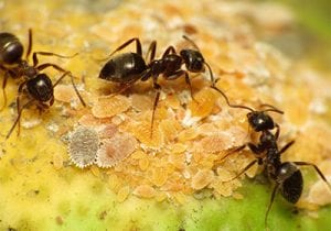 Ants Pest Control | Pest2Kill