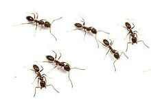 ants-feature-image ants-feature-image