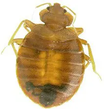bedbug bedbug