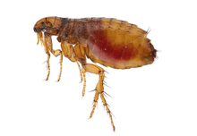Flea Removal In West Horndon | Pest2Kill