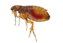 How do I know if I have a flea infestation? 🦟🦟 | Pest2Kill