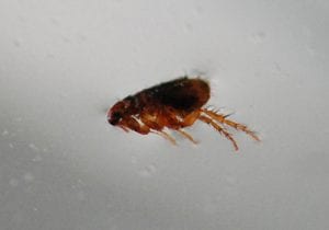 Flea Removal In Bromley-By-Bow | Pest2Kill