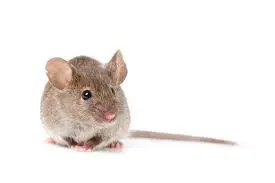 house mouse house mouse