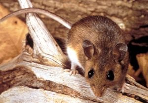Mouse Control In Forest Hill | Pest2Kill