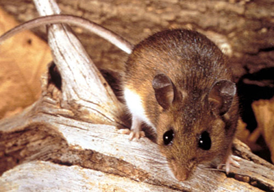 Have I Got A Mouse In My Loft? | Pest2Kill