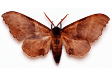 moth-feature-image moth-feature-image