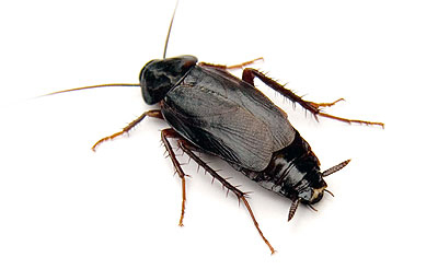 p2k cockroach p2k cockroach