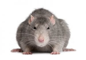Rat Control In Wc1 | Pest2Kill