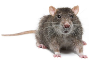 rats rats