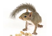 squirrel-feature-image squirrel-feature-image