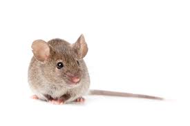 Mouse Control in Manor House / Mice Control in Manor House