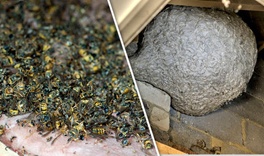 Wasp Nest Removal In Rm17 | Pest2Kill