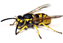 Wasp Nest Removal In Great Dunmow / Wasp Control In Great Dunmow