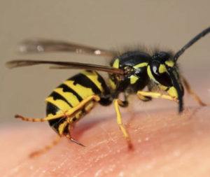Wasp Nest Removal In Kelvedon Hatch | Pest2Kill