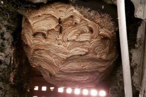Wasp Nest Removal In Ec2M | Pest2Kill