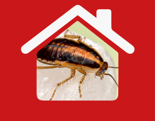 pest control ilford