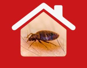 Bed-Bug-Nav1 | Pest2Kill