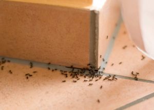 Ants Pest Control | Pest2Kill Ants Control - Pest2Kill