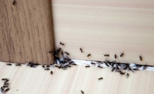 Ants Control - Pest2Kill
