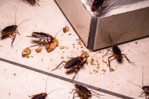 Pest Control Services In 01268 | Pest2Kill Cockroach Control - Pest2Kill