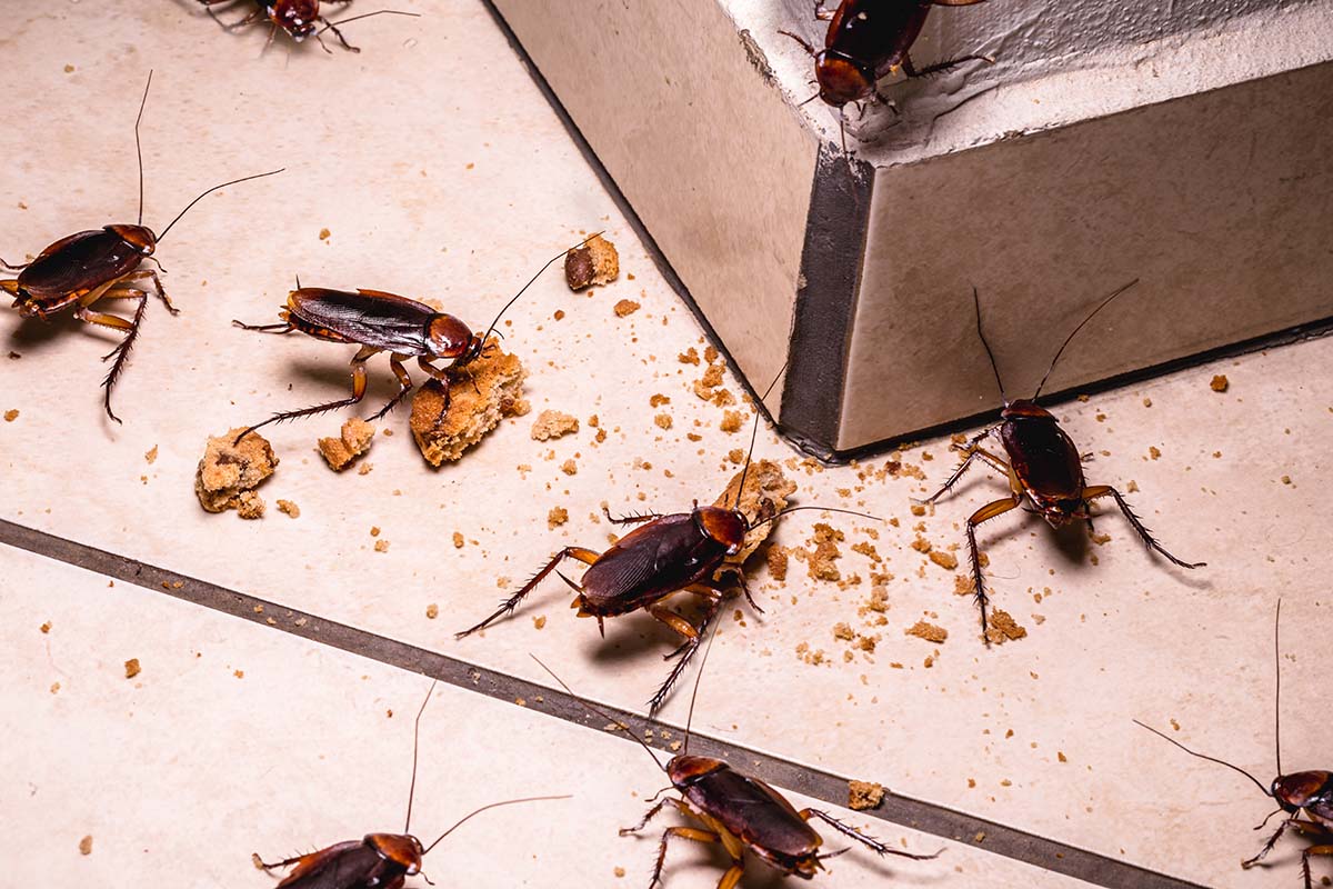 Cockroach Control - Pest2Kill