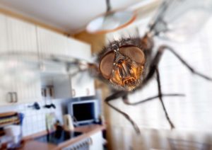 Flies Pest Control | Pest2Kill Flies Pest Control - Pest2Kill