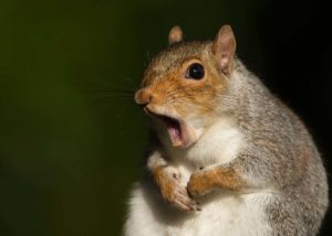 Squirrel Pest Control | Pest2Kill Squirrel Pest Control 2 - Pest2Kill