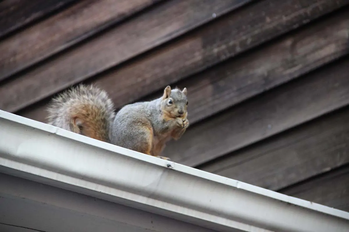 Squirrels In The Loft Pest2Kill Case Study