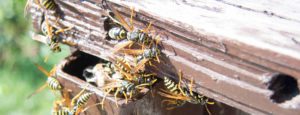 Pest Control Services In Sw4 | Pest2Kill Wasp Nest Removal From Pest2Kill