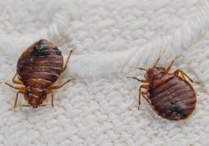 Why do we get Bed Bugs and are they dangerous to humans?🪲 | Pest2Kill